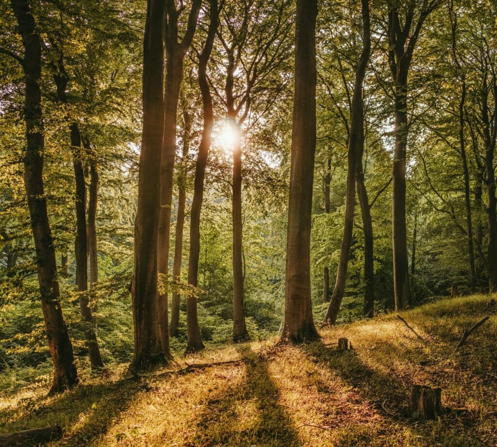 Wald-scaled-e1635332083343-1024x921